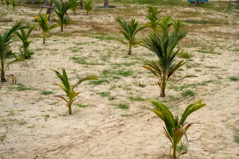 2025年天然植物提取物在护肤品原料中的技术应用趋势解析
