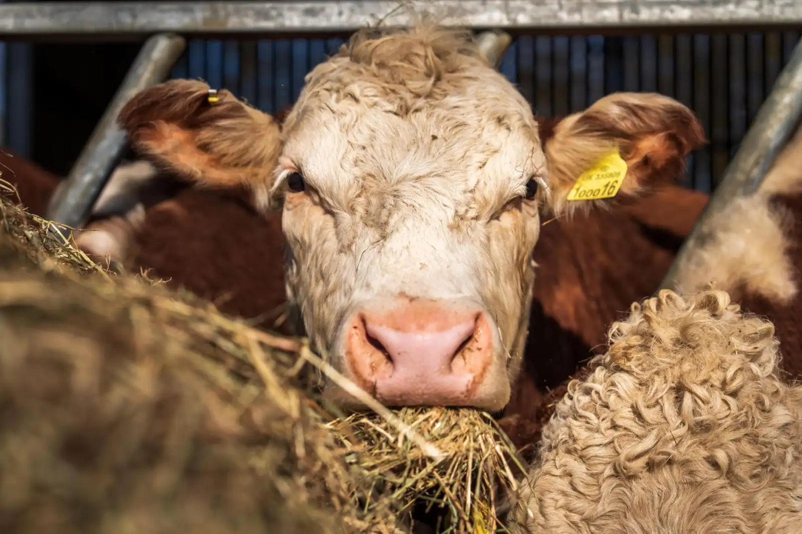 化妆品植物提取物原料选购指南：花恬姬功效成分对比分析