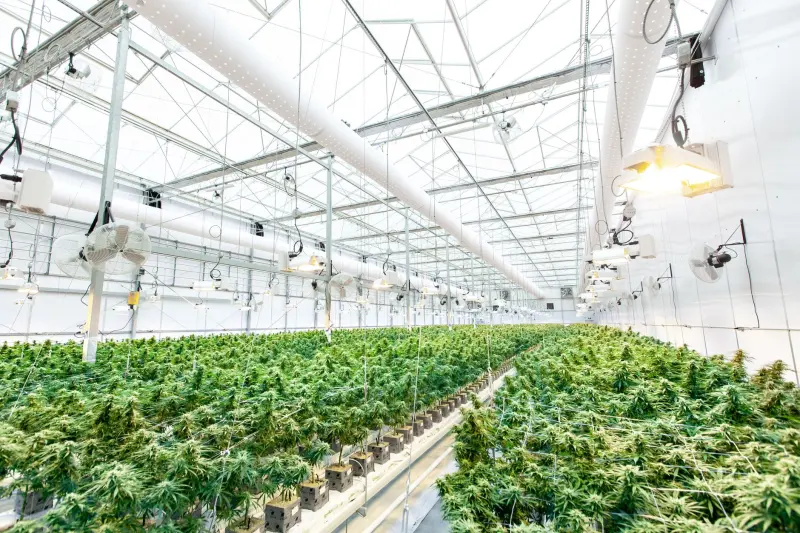 天然护肤功效成分在植物提取物中的稳定性与适配性研究