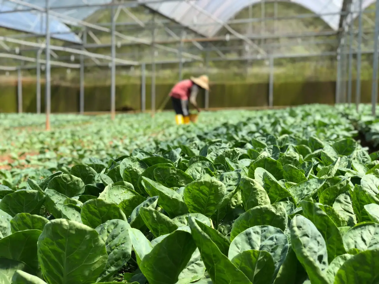 化妆品植物提取物原料在功能性护肤品中的最新应用趋势