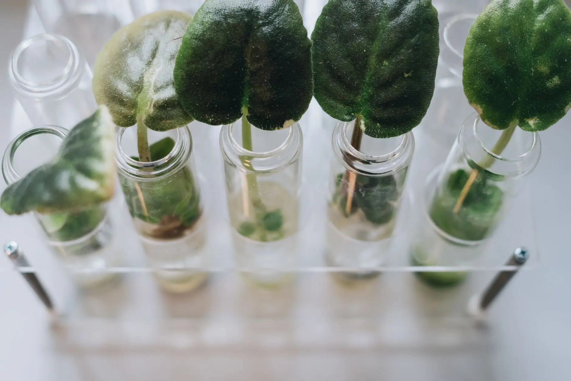 湖北花恬姬解析植物提取物在功效性护肤品中的应用趋势正文配图 1
